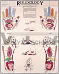 Reflexology Anatomical Chart